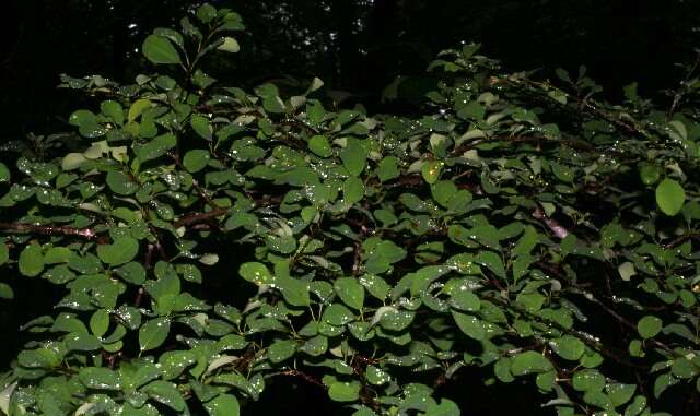 Image de Erythroxylum rotundifolium Lunan