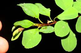 Erythroxylum rotundifolium Lunan的圖片