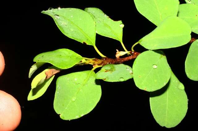 Image de Erythroxylum rotundifolium Lunan