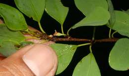 Image de Erythroxylum rotundifolium Lunan