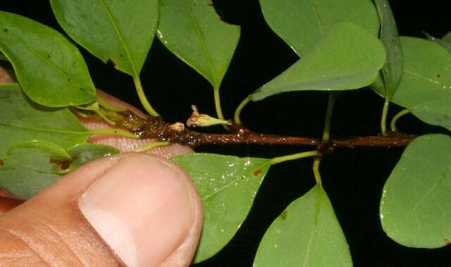 Erythroxylum rotundifolium Lunan的圖片