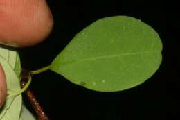 Erythroxylum rotundifolium Lunan的圖片