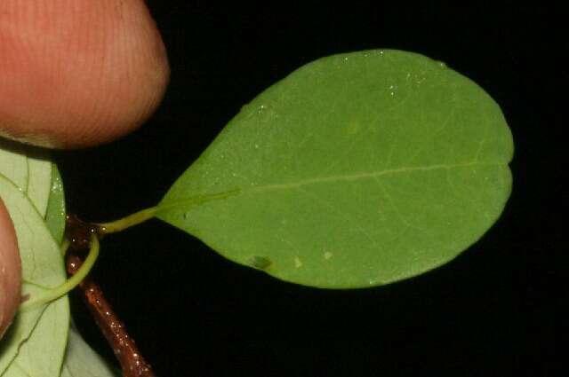 Image de Erythroxylum rotundifolium Lunan