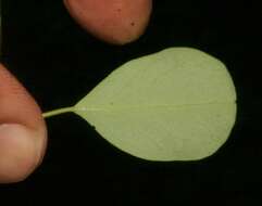 Image de Erythroxylum rotundifolium Lunan