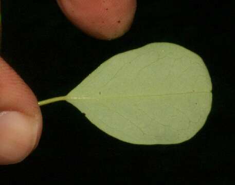 Erythroxylum rotundifolium Lunan的圖片