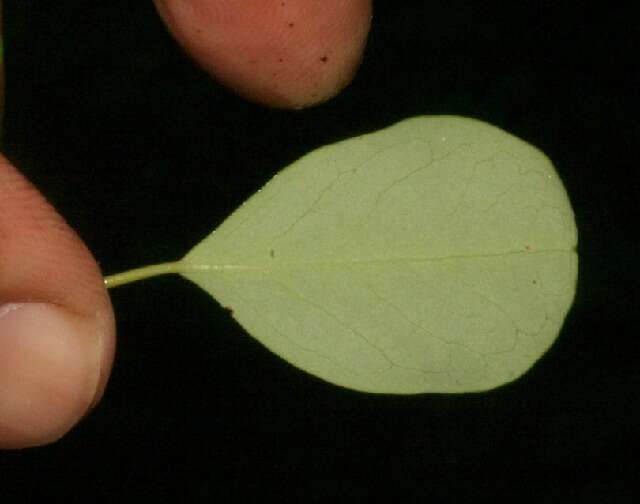 Image de Erythroxylum rotundifolium Lunan