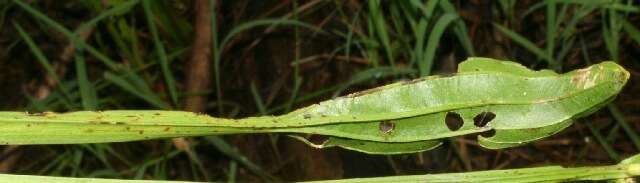 Image of Echinodorus subalatus (Mart. ex Schult. fil.) Griseb.