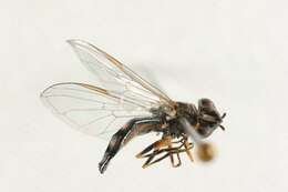 Image of Platycheirus