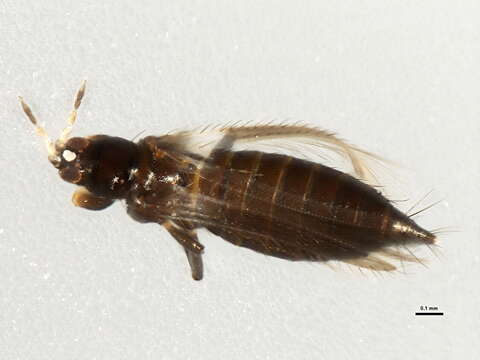 Image of Odontothrips