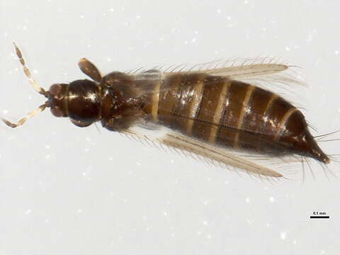 Image of Odontothrips