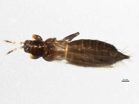 صورة Odontothrips