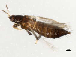 صورة Odontothrips loti (Haliday 1852)