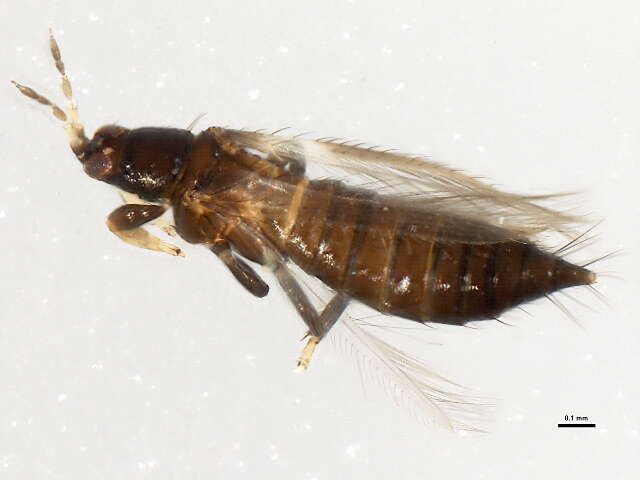 Image of Odontothrips