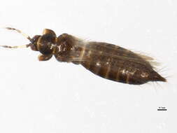 صورة Odontothrips loti (Haliday 1852)