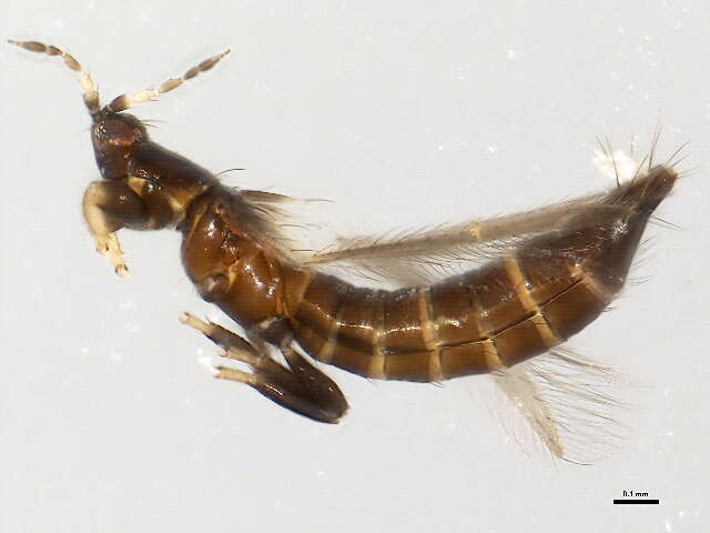 صورة Odontothrips loti (Haliday 1852)