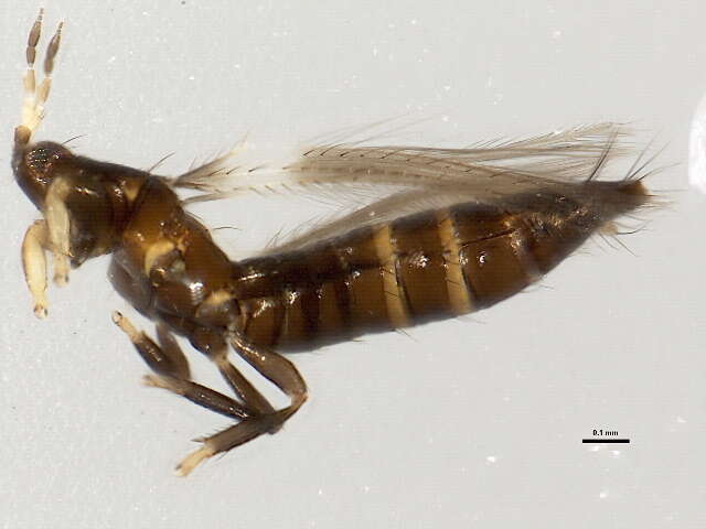 صورة Odontothrips loti (Haliday 1852)