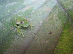 Image of Cochran glass frogs