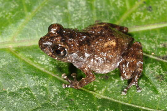 Image of Eleutherodactylidae Lutz 1954