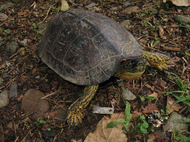 Image of Neotropical wood turtles