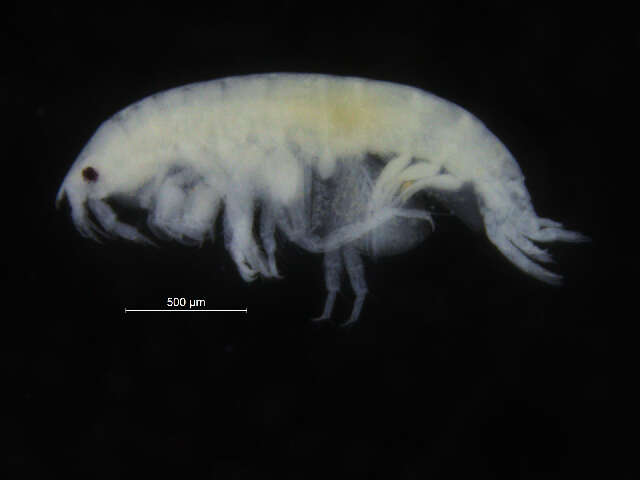 Image of Phoxocephalinae