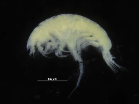 Image of Harpiniopsis Stephensen 1925