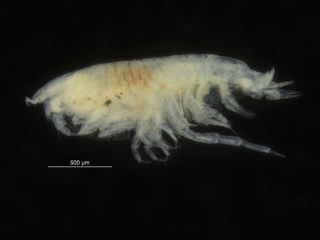 Image of Harpiniopsis Stephensen 1925