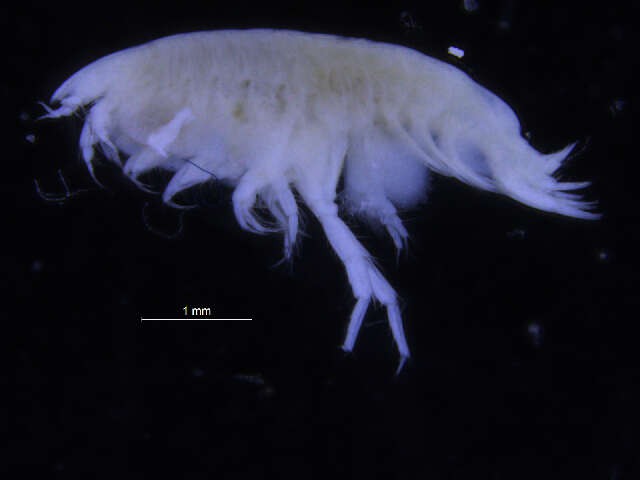 Image of Gammaridea