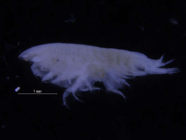 Image of Gammaridea