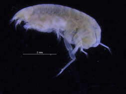 Image of Gammaridea