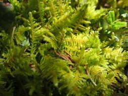 Image of True Mosses