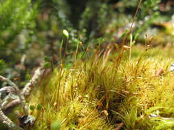 Image of True Mosses