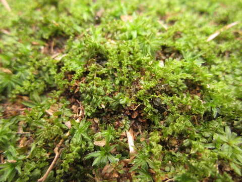 Image of cinclidium moss