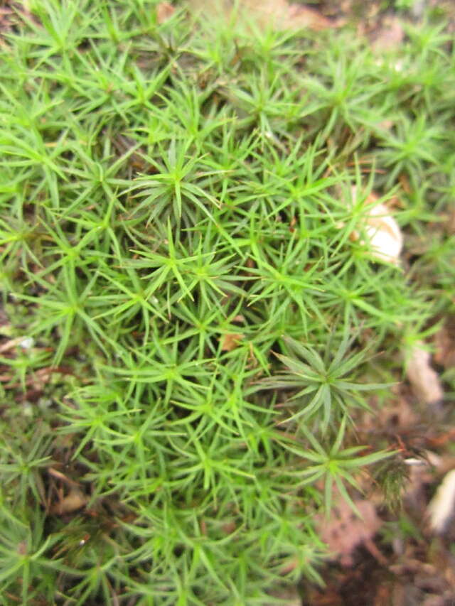 Image of True Mosses