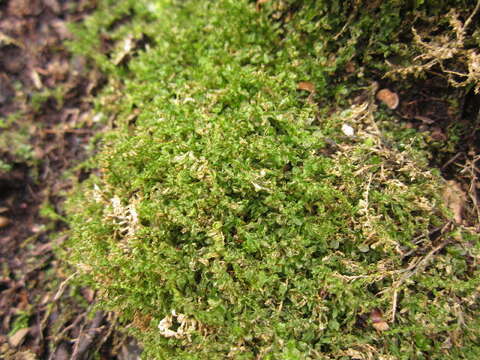 Image of Mniaceae