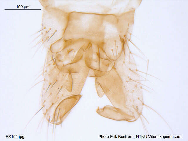 Imagem de <i>Cricotopus osellai</i>