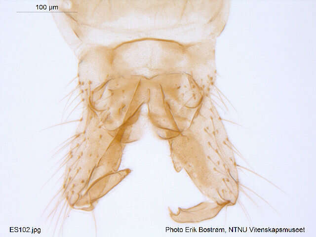 Imagem de <i>Cricotopus osellai</i>