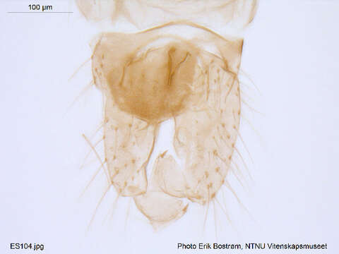 Image of Chaetocladius