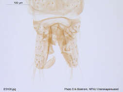 Plancia ëd Rheocricotopus effusus (Walker 1856)