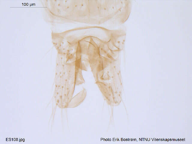 Plancia ëd Rheocricotopus effusus (Walker 1856)