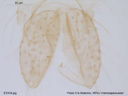 Imagem de Thienemannia fulvofasciata (Kieffer 1921)