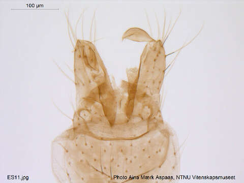 Plancia ëd Rheocricotopus effusus (Walker 1856)