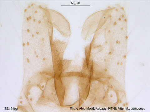 Image of Rheocricotopus effusus (Walker 1856)