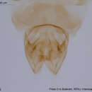 Imagem de Thienemanniella clavicornis (Kieffer 1911)