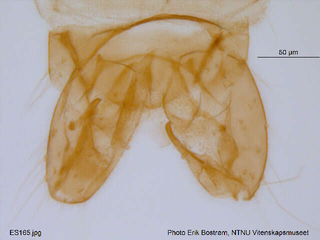 Image of <i>Limnophyes pentaplastus</i>