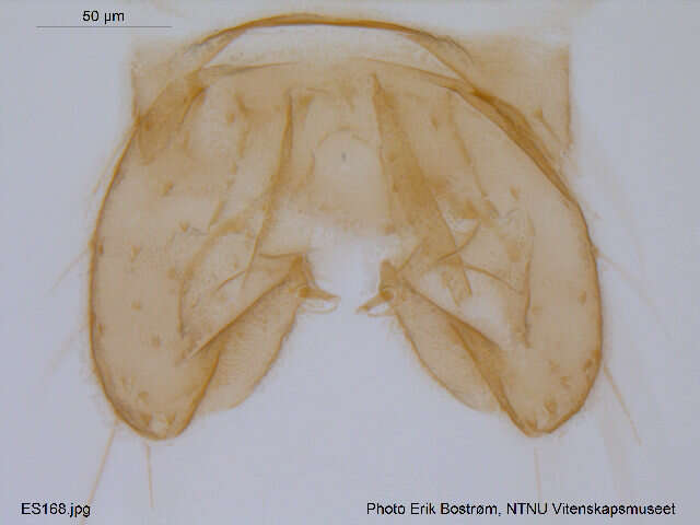 Image of Limnophyes bidumus Saether 1990