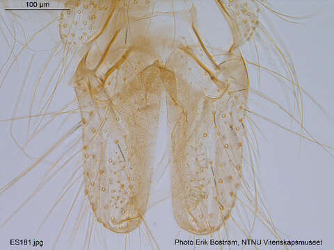 Image of <i>Brillia bifida</i>