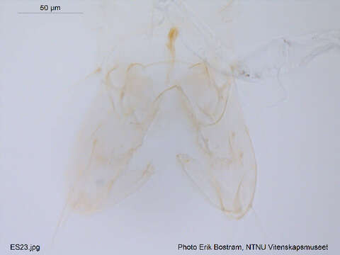 Image of Parakiefferiella gracillima (Kieffer 1924)