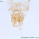 Image of Thienemanniella vittata (Edwards 1924)