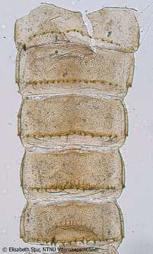 Image of Diamesa latitarsis (Goetghebeuer 1921)