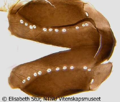 Image of Diamesa latitarsis (Goetghebeuer 1921)